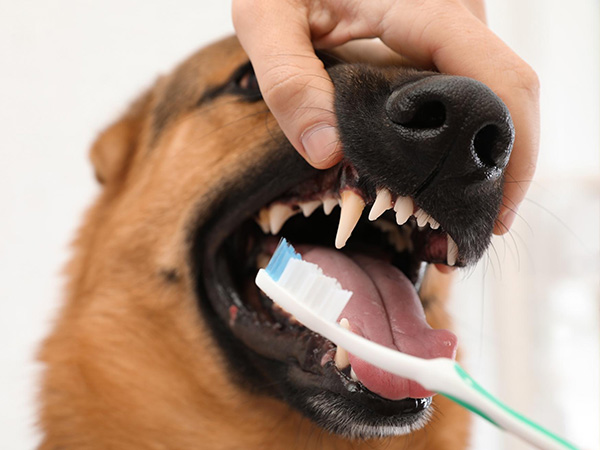 PUPPY-FRESH-SMILE-TOOTHPASTE